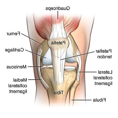 diagram of human knee