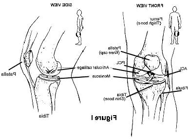 Diagram showing where the ACL is located